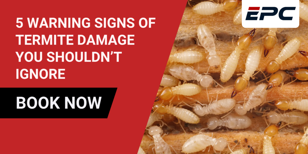 5 Warning Signs of Termite Damage You