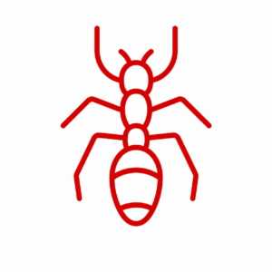 Carpenter Ants