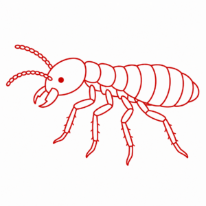 Termites